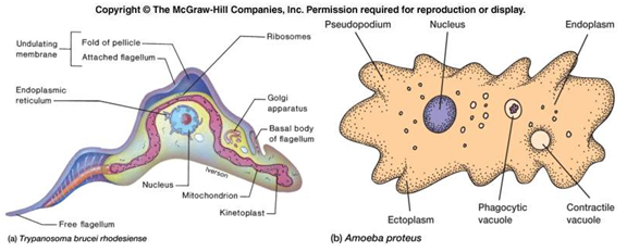 Protozoa yang bergerak dengan kaki semu adalah